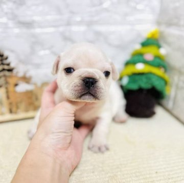 フレンチブルドッグ【岐阜県・男の子・2025年10月24日・クリーム】の写真「骨格が良く、可愛い男の子！」