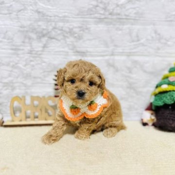 トイプードル(タイニー)【岐阜県・男の子・2025年10月9日・レッド】の写真「可愛い男の子！」