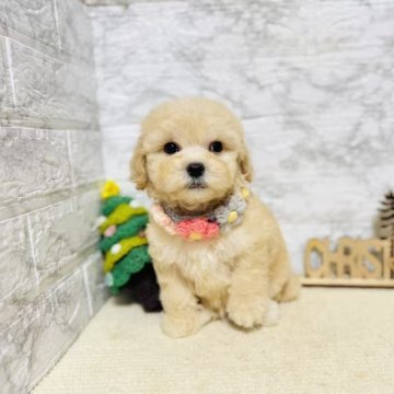 マルプー(マルチーズ×トイプードル)【岐阜県・男の子・2025年10月10日・アプリコット】の写真「可愛い男の子！」