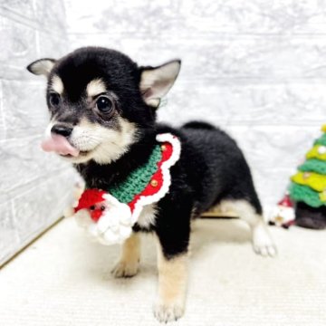 豆チワワ(チワワ×豆柴)【岐阜県・女の子・2025年8月22日・黒】の写真「可愛い女の子！！！」