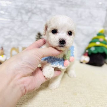 ミックス(マルチーズ×ビションフリーゼ)【岐阜県・女の子・2025年10月11日・ホワイト】の写真「可愛い女の子！」