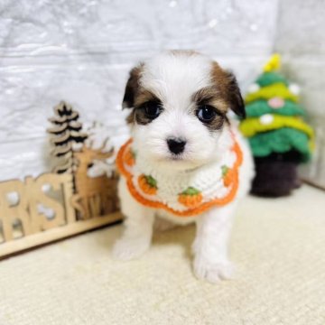 ミックス(チワワ×パピヨン)【岐阜県・男の子・2025年10月18日・ホワイト&レッドセーブル】の写真「元気いっぱい、可愛い男の子！」