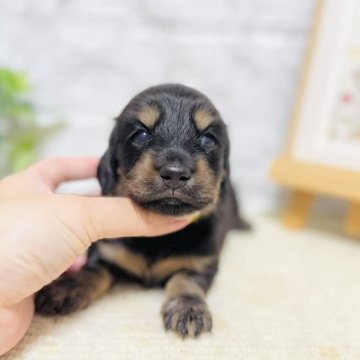 ミニチュアダックスフンド(ロング)【岐阜県・女の子・2025年5月27日・ブラック&イエロー】の写真「活発で陽気な女の子！」