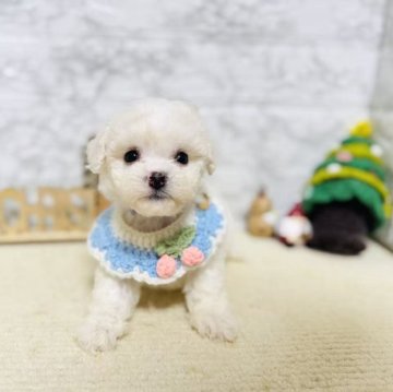 ミックス(マルチーズ×ビションフリーゼ)【岐阜県・女の子・2025年10月11日・ホワイト】の写真「可愛い女の子！」