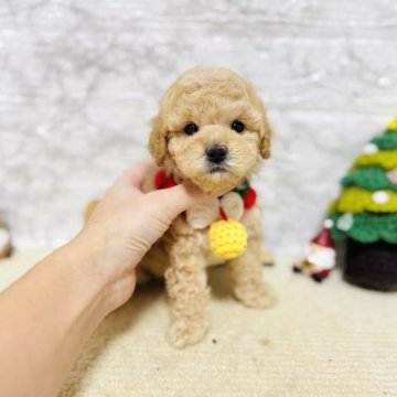 タイニープードル【岐阜県・男の子・2025年9月25日・アプリコット】の写真「可愛い男の子！！！」