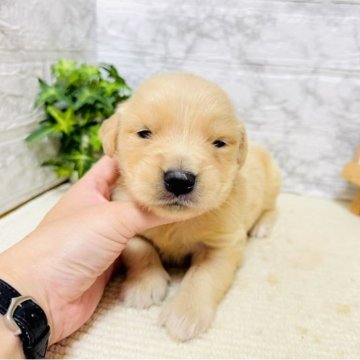 ゴールデンレトリバー【岐阜県・女の子・2025年5月31日・ゴールデン】の写真「賢く、穏やかで可愛い女の子！！！」