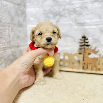 マルプー(マルチーズ×トイプードル)【岐阜県・男の子・2025年10月10日・アプリコット】の写真「可愛い男の子！」