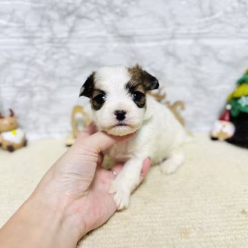 ミックス(チワワ×パピヨン)【岐阜県・男の子・2025年10月18日・ホワイト&レッドセーブル】の写真「元気いっぱい、可愛い男の子！」