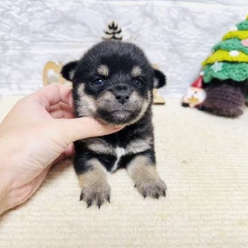 豆チワワ(チワワ×豆柴)【岐阜県・女の子・2025年10月20日・黒】の写真「可愛い女の子！」