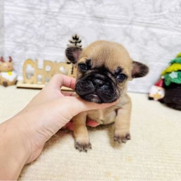 フレンチブルドッグ【岐阜県・女の子・2025年10月24日・フォーン】の写真「可愛い女の子！」