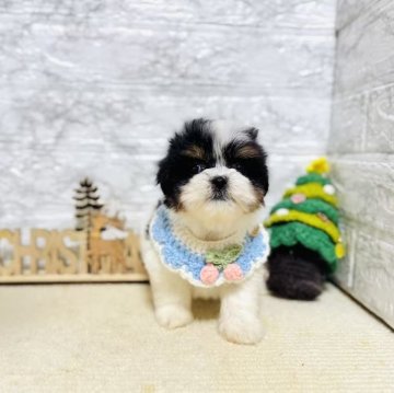 ミックス(マルチーズ×シーズー)【岐阜県・女の子・2025年10月3日・ブラック&ホワイト】の写真「柄が綺麗、可愛い女の子！！！」