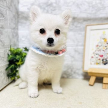 ミックス(チワワ×日本スピッツ)【岐阜県・男の子・2025年3月7日・ホワイト】の写真「可愛い男の子！！！」