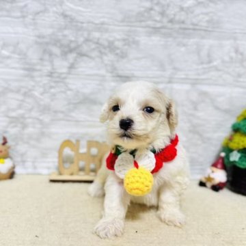 マルプー(マルチーズ×トイプードル)【岐阜県・男の子・2025年10月9日・クリーム】の写真「可愛い男の子！」