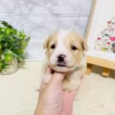 ボーダーコリー