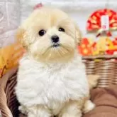 チワプー(チワワ×トイプードル)【岐阜県・女の子・2024年11月9日・クリーム】の写真1