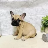 フレンチブルドッグ