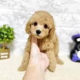 タイニープードル