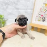 パグ