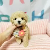 マルプー(マルチーズ×トイプードル)【岐阜県・女の子・2025年2月13日・アプリコット】の写真1
