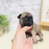 パグ