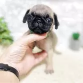 パグ