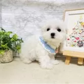 マルチーズ