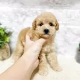 タイニープードル