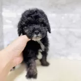 トイプードル(トイ)【岐阜県・男の子・2025年2月13日・ブラック】の写真1
