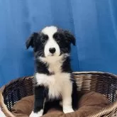 ボーダーコリー【岐阜県・女の子・2024年10月7日・ブラックホワイト】の写真1