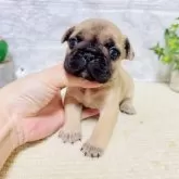 フレンチブルドッグ