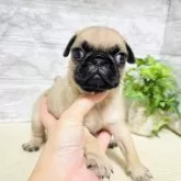 パグ