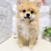 ポメラニアン