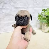 パグ