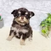 チワワ(ロング)