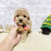 タイニープードル