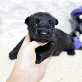 スコティッシュテリア
