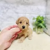 タイニープードル