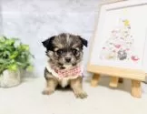ミックス(チワワ×パピヨン)【岐阜県・女の子・2025年4月1日・フォーン&ホワイト】の写真2