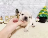 フレンチブルドッグ【岐阜県・男の子・2025年10月24日・クリーム】の写真2