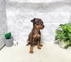 ミニチュアピンシャー【岐阜県・男の子・2025年6月10日・チョコタン】の写真3