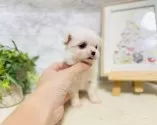 チワマル(マルチーズ×チワワ)【岐阜県・女の子・2025年5月8日・ホワイト】の写真4