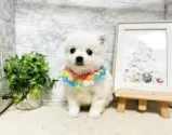 ミックス(チワワ×日本スピッツ)【岐阜県・男の子・2025年3月7日・ホワイト】の写真4