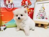 ポメラニアン【岐阜県・女の子・2024年12月10日・クリーム】の写真4