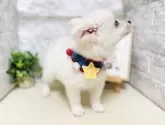 ミックス(チワワ×日本スピッツ)【岐阜県・男の子・2025年3月7日・ホワイト】の写真4