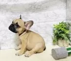フレンチブルドッグ【岐阜県・女の子・2025年6月18日・フォーン】の写真5