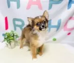 ミックス(チワワ×パピヨン)【岐阜県・女の子・2025年4月1日・フォーン&ホワイト】の写真5