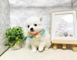 ミックス(チワワ×日本スピッツ)【岐阜県・男の子・2025年3月7日・ホワイト】の写真5