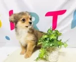 ミックス(チワワ×パピヨン)【岐阜県・女の子・2025年4月1日・フォーン&ホワイト】の写真5