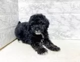 トイプードル(トイ)【岐阜県・男の子・2025年2月13日・ブラック】の写真6