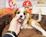 キャバリア【岐阜県・男の子・2024年12月1日・ブレンハイム】の写真6